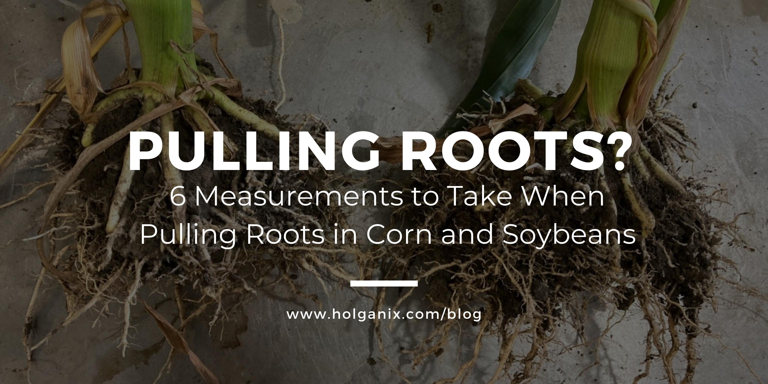 Pulling Roots? 6 Measurements To Take When Pulling Roots in Corn